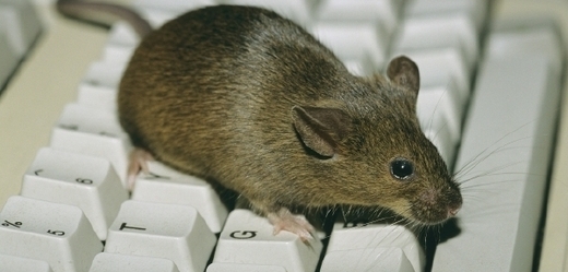 Myši v domácnosti mohou být i užitečné.