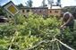 Hasiči na Vysočině zasahovali kvůli bouřce na více než 140 místech. Odstraňují hlavně stromy, které spadly na silnice. Na snímku muž likviduje spadlý strom před svým pozemkem v Jihlavě.