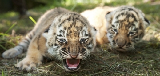Do zahrady lákala návštěvníky také tygří mláďata narozená v květnu.