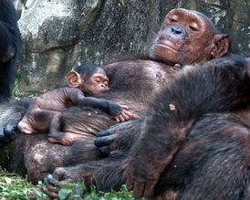 Šimpanzi mají velmi pestrý sexuální život.