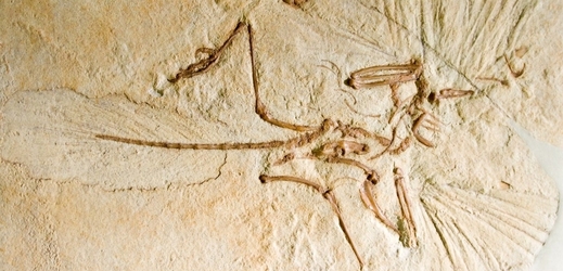 Zkamenělina Archeopteryxe.