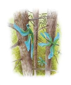 Dvojice Microraptorů v představě kreslíře.