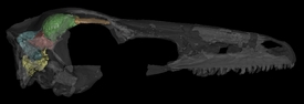Lebka a mozek dinosaura rodu Zanabazar.