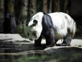 Panda v berlínské zoo.