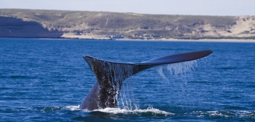 Potkat velrybu jižní je velká vzácnost.