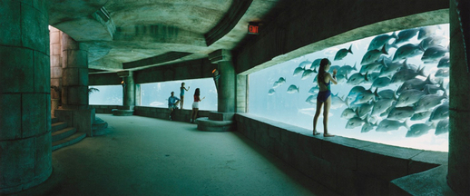 V proskleném podvodním tunelu si můžete žraloky a další mořské tvory v klidu prohlédnout.