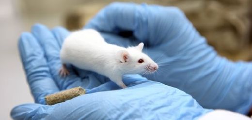 Myši po aplikaci metforminu umírali o něco déle (ilustrační foto).
