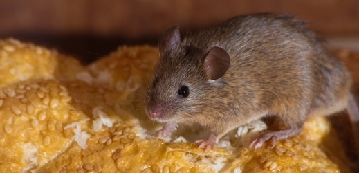 Přímo v prodejně u mouky zaznamenala kontrola i živou myš (ilustrační foto).