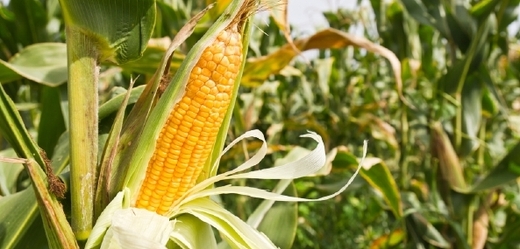 V Česku je povoleno pěstovat pouze dvě geneticky modifikované plodiny: brambory a kukuřici (ilustrační foto).