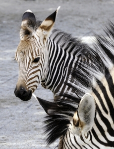 Ústecká zoo oslavuje narození třetího mláděte zebry Hartmannovy.