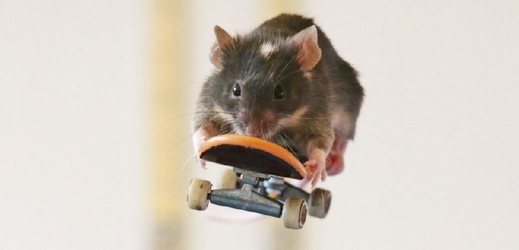Shane Willmott naučil své myši surfovat i jezdit na skateboardu.