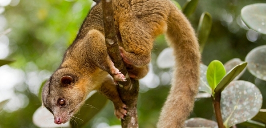 Kostarická zvířata budou ze zoo vypuštěna do volné přírody.