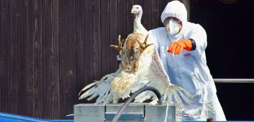 Ptačí chřipka se opět dostává do hledáčku veřejnosti, tentokrát v souvislosti s jejím přenosem z člověka na člověka v Číně (ilustrační foto).