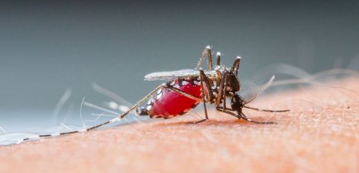 Malárii přenášejí komáři.