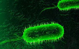 Bakterie způsobující choleru v digitální podobě.