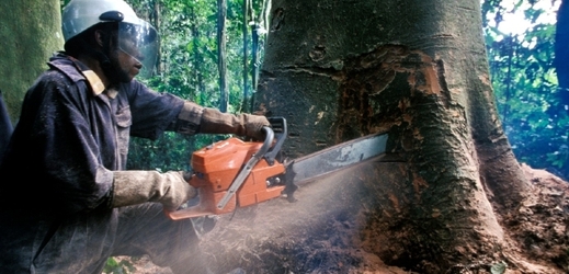 Kácení velikánů v pralesích Konga.