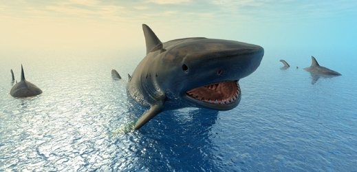 Tygří žralok útočí (ilustrační foto).