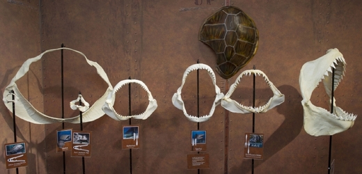 Různé žraločí čelisti v muzeu ve Stralsundu.