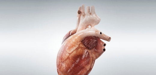 Savčí srdce je kompilovaný trojrozměrný orgán. 