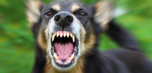 Poranění z psího kousnutí mohou vést k infekcím jako je tetanus nebo vzteklina (ilustrační foto).