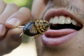 Nejvíce se o jedlý hmyz zajímají mladí lidé, cestovatelé a ženy.