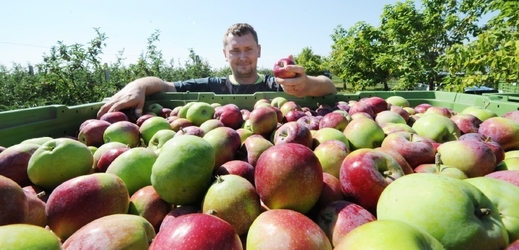 Sklizeň jablek v Azovské oblasti v Rusku.