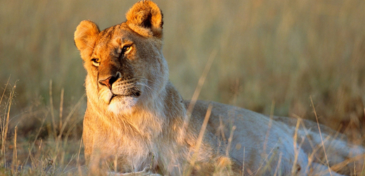 Romantický západ slunce v africké stepi si tahle lvice umí náležitě vychutnat.