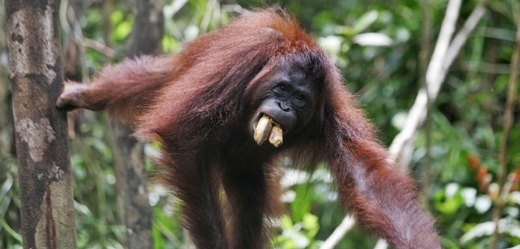 Orangutan sumaterský.