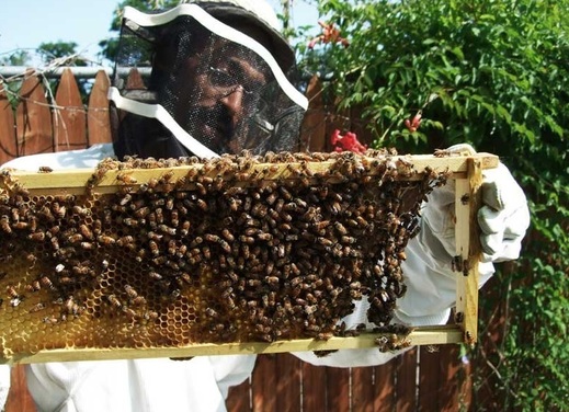 V Detroitu frčí i včelařství.
