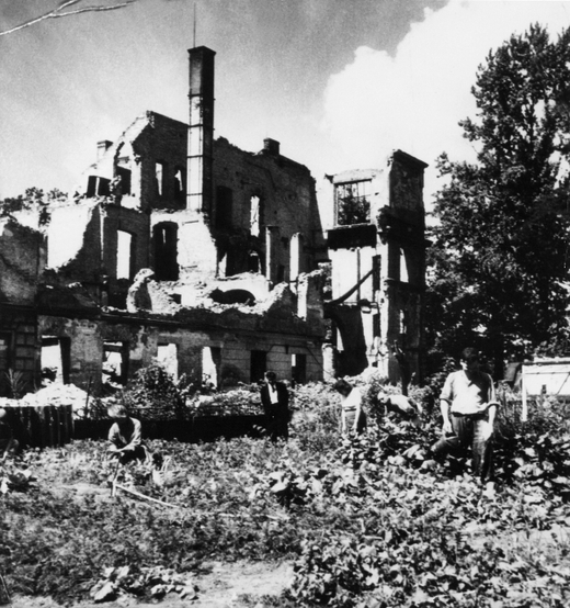 Berlíňané pěstující zeleninu v ruinách domů zničených za druhé světové války.