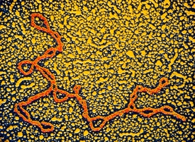 Mitochondriální DNA na snímku z elektronového mikroskopu.
