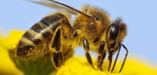 Včelí jed jako lék?