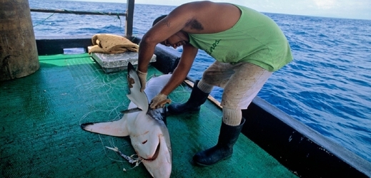 Žraloku uřezávají na rybářské lodi ploutve.
