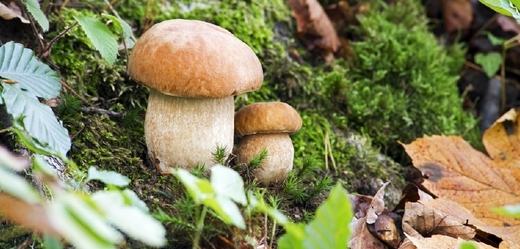 Úspěšní mohou být houbaři zejména na Karlovarsku a v oblastech směrem na Krušné hory (ilustrační foto).