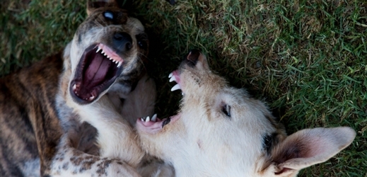 Smečka toulavých psů v pondělí v Bukurešti zabila čtyřleté dítě (ilustrační foto).