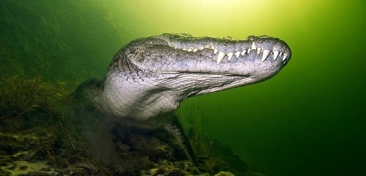 Od krokodýlích zubů je lepší se držet dál (ilustrační foto).