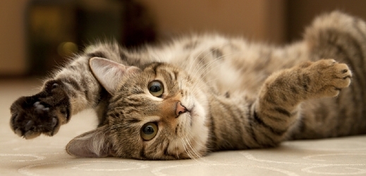 Kočky mohou člověka nakazit toxoplazmózou (ilustrační foto).