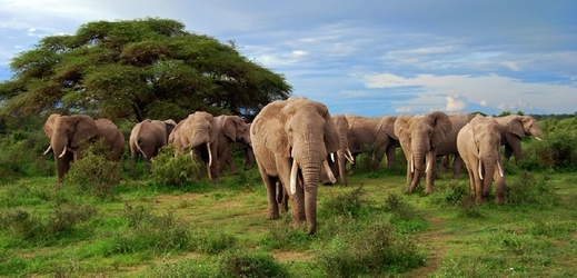 Pytláci v národním parku otrávili 41 slonů (ilustrační foto).