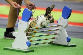 Chovatelé králíků z Česka, Švýcarska, Německa a Švédska soutěžili o víkendu v Havlíčkově Brodě v králičím hopu.