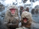 Japonské divoké opice v národním parku Jigokudani. (Foto: Profimedia.cz)