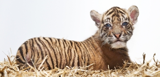 Malý tygr se narodil 28. července.
