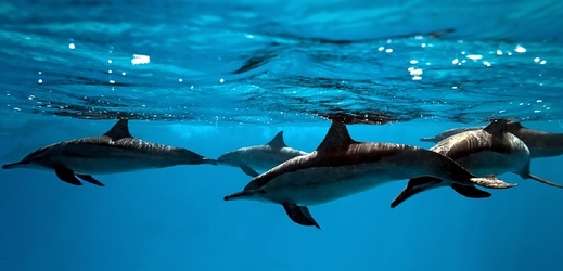 Festival nabídne mimo jiné třeba nejdelší časosběrný dokument o delfíní samici (ilustrační foto).
