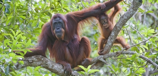 Orangutani bornejští.