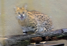 Zoo se vrací k chovu servalů po deseti letech.
