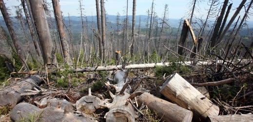 Národní Park Šumava postupoval v odstraňování kůrovce správně.