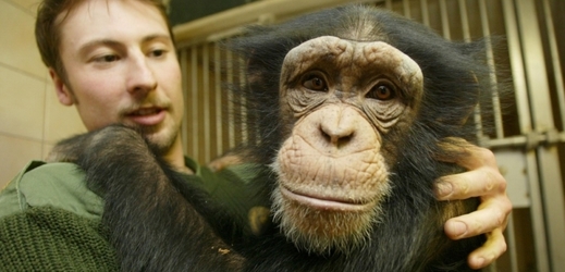 Zoolog Zoologické zahrady v Hodoníně Jaroslav Hyjánek a šimpanz Sherley.