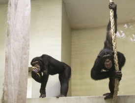Šimpanzí samice Thea a Judy.