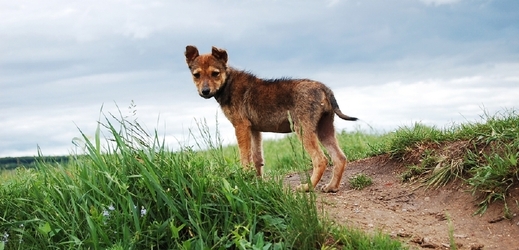 Potulní psi budou v Rumunsku utráceni (ilustrační foto).