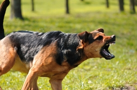 Agresivní psi napadli v Bukurešti 2 děti, jedno zemřelo (ilustrační foto).