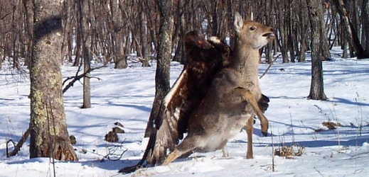 Obří orel sklaní napadl na Sibiři jelena.